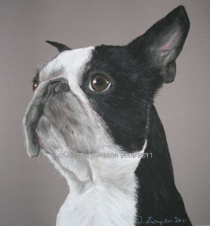 Boston Terrier pet portrait by Joanne Simpson